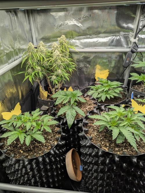 Potion - Wizard Trees. Week 4