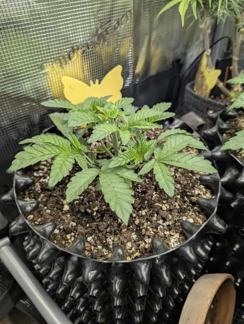 Potion - Wizard Trees. Week 4