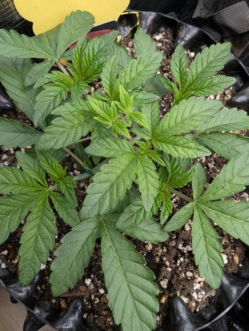 Potion - Wizard Trees. Week 4