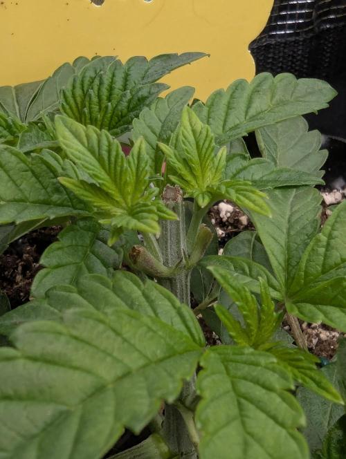 Potion - Wizard Trees. Week 4
