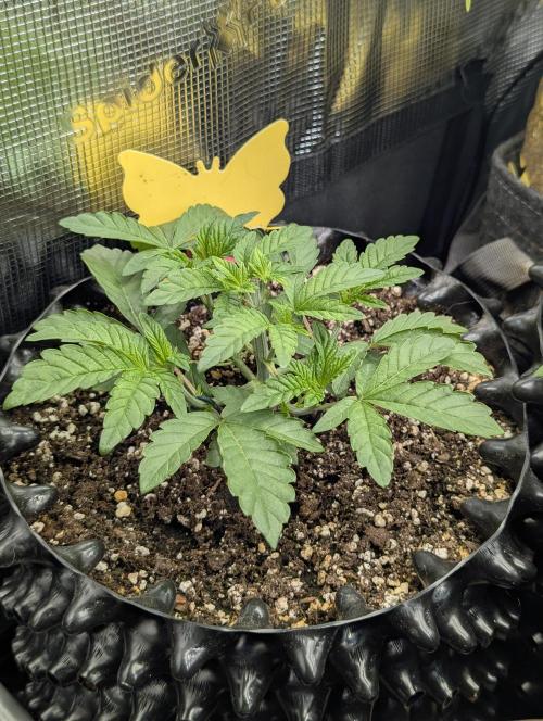 Potion - Wizard Trees. Week 4