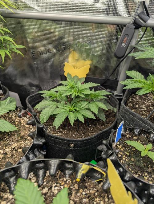 Night Ritual - Wizard Trees. Week 4