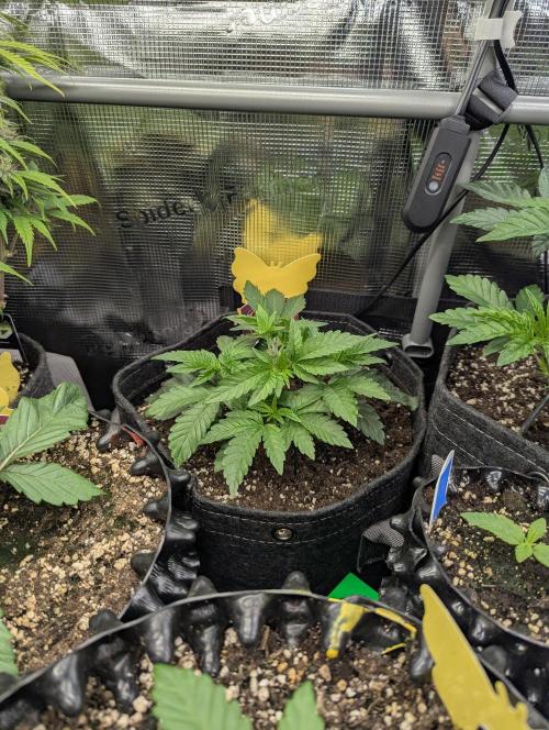 Night Ritual - Wizard Trees. Week 4