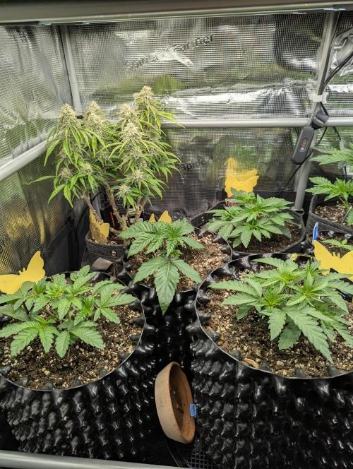 Night Ritual - Wizard Trees. Week 4