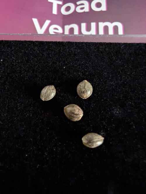 Toad Venum Auto - Growers Choice. Week 0