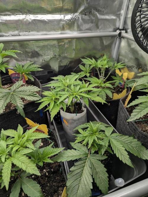 TB SkittleZ Auto - Bulldog Seeds. Week 4