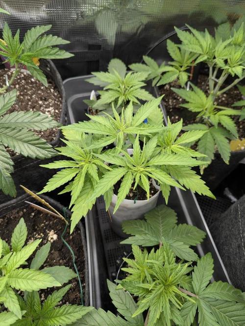 TB SkittleZ Auto - Bulldog Seeds. Week 4