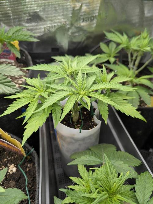 TB SkittleZ Auto - Bulldog Seeds. Week 4