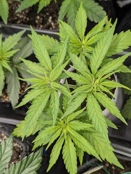 TB SkittleZ Auto - Bulldog Seeds. Week 4