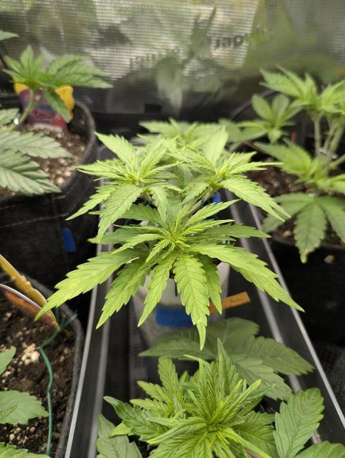 TB SkittleZ Auto - Bulldog Seeds. Week 4