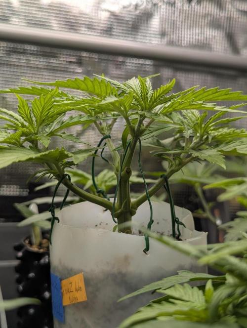 TB SkittleZ Auto - Bulldog Seeds. Week 4