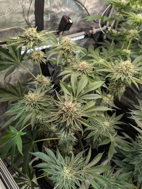 Wizard Fuel - Wizard Trees. Week 11