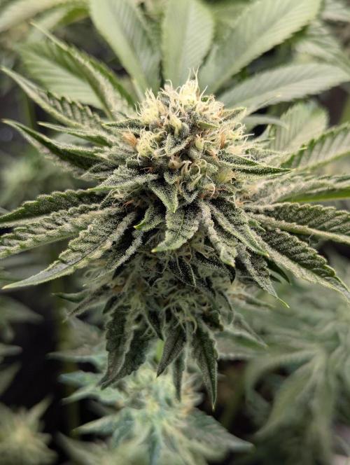 Wizard Fuel - Wizard Trees. Week 11
