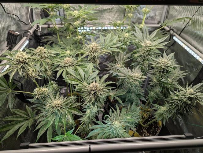 Wizard Fuel - Wizard Trees. Week 11