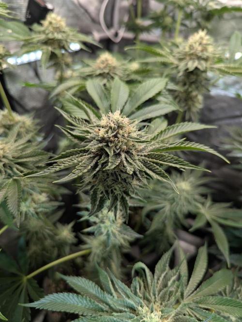 Wizard Fuel - Wizard Trees. Week 11