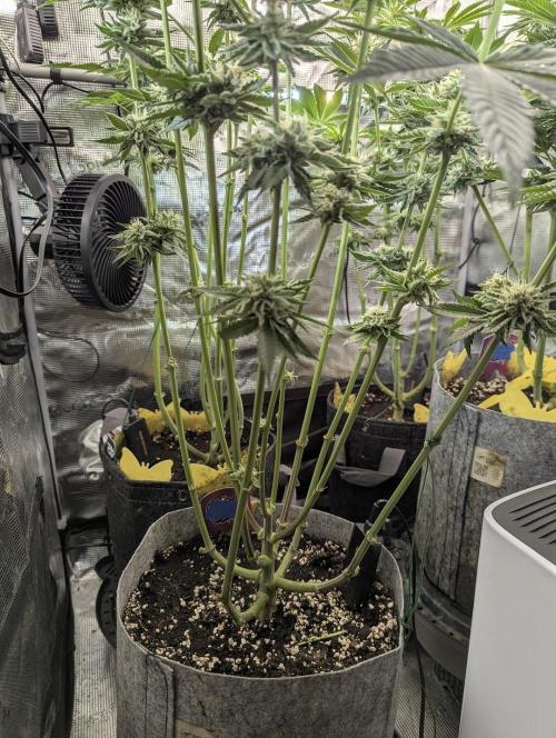 Wizard Fuel - Wizard Trees. Week 11
