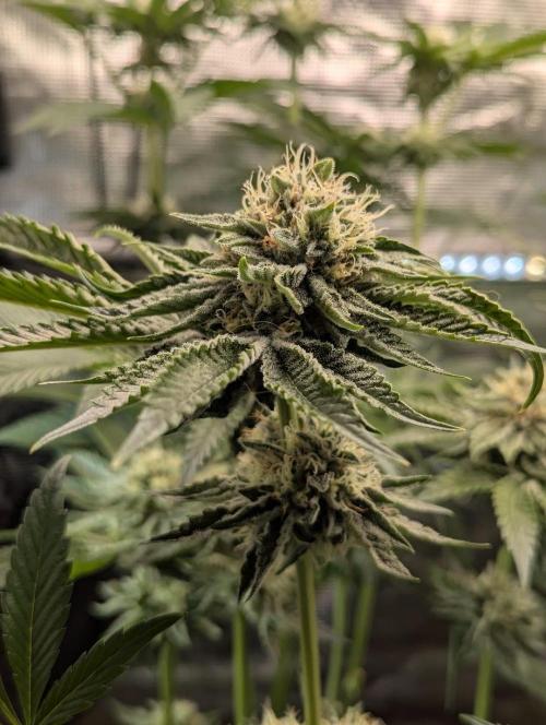 Wizard Fuel - Wizard Trees. Week 11