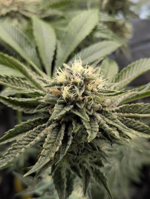 Wizard Fuel - Wizard Trees. Week 11