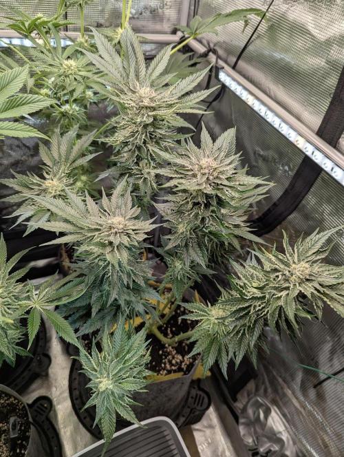 British Delight - Wizard Trees. Week 11