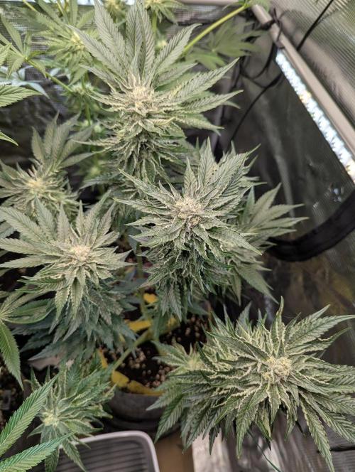 British Delight - Wizard Trees. Week 11