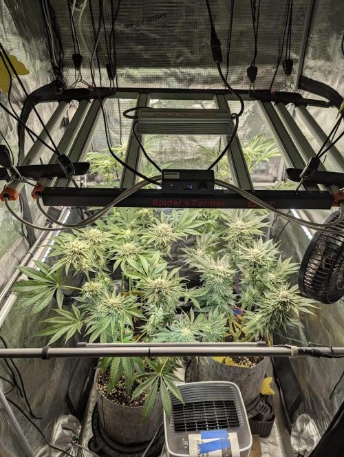 British Delight - Wizard Trees. Week 11