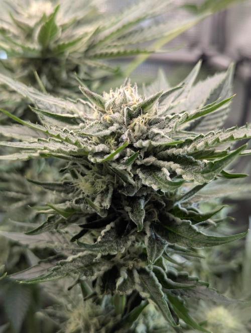 British Delight - Wizard Trees. Week 11