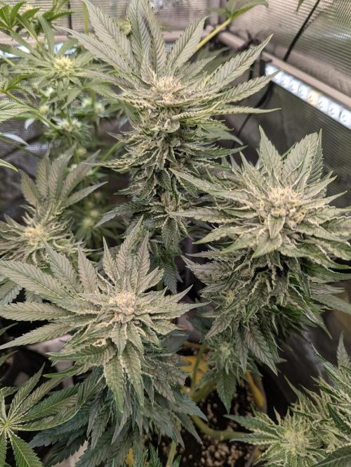 British Delight - Wizard Trees. Week 11