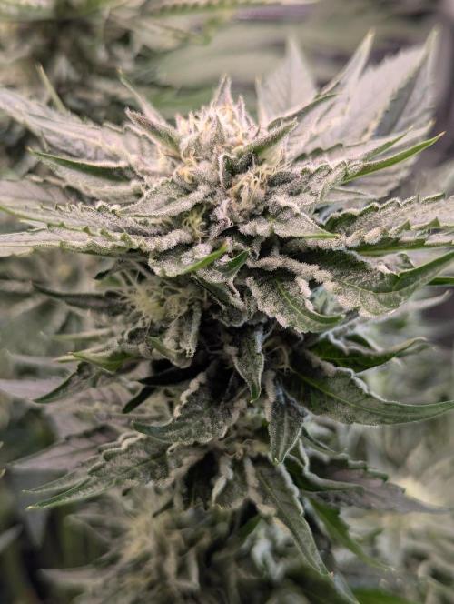 British Delight - Wizard Trees. Week 11