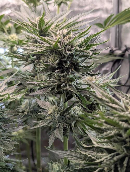 British Delight - Wizard Trees. Week 11