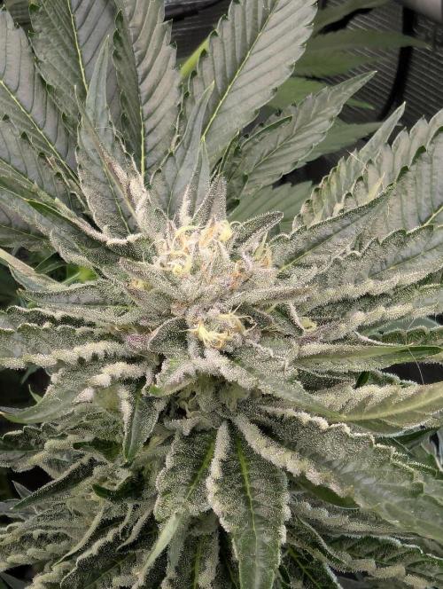 British Delight - Wizard Trees. Week 11