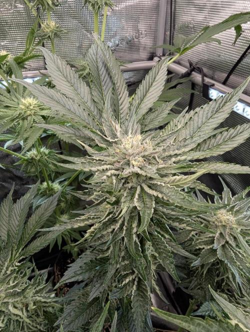 British Delight - Wizard Trees. Week 11