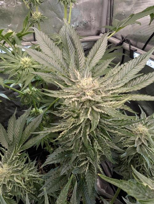 British Delight - Wizard Trees. Week 11