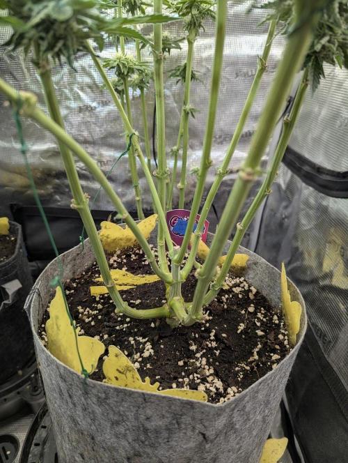 British Delight - Wizard Trees. Week 11