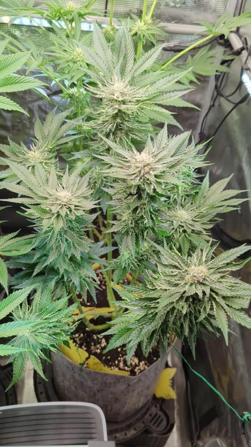 British Delight - Wizard Trees