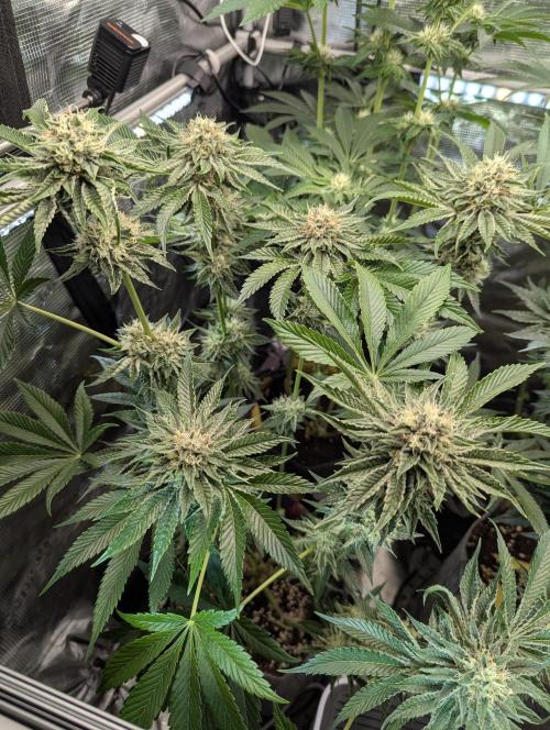 Wizard Fuel - Wizard Trees. Week 11