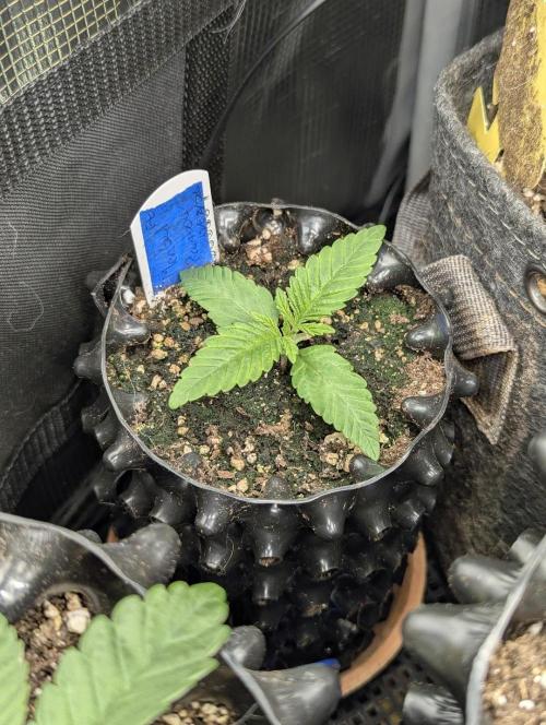 Mental Rainbow FF - Sweet Seeds. Week 1