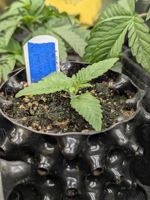 Mental Rainbow FF - Sweet Seeds. Week 1