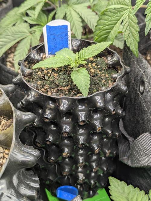 Mental Rainbow FF - Sweet Seeds. Week 1