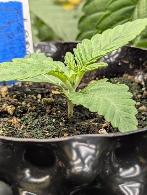 Mental Rainbow FF - Sweet Seeds. Week 1