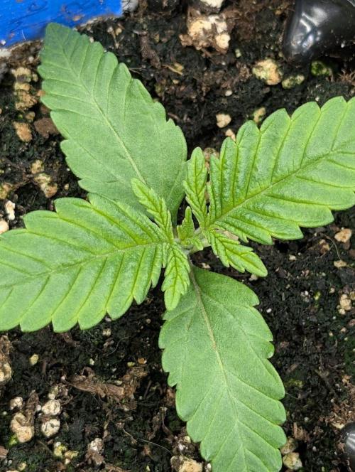 Mental Rainbow FF - Sweet Seeds. Week 1
