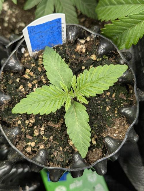 Mental Rainbow FF - Sweet Seeds. Week 1