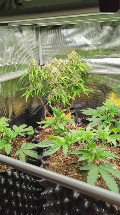 AlienZ Automatic - Greenhouse Seed Co.