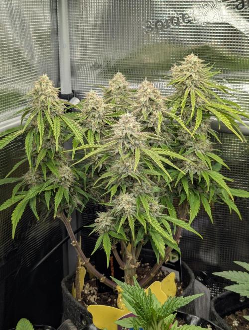 AlienZ Automatic - Greenhouse Seed Co.. Week 10