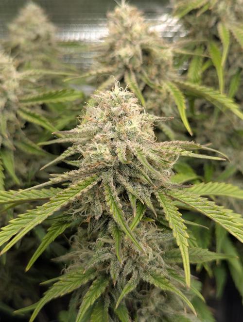 AlienZ Automatic - Greenhouse Seed Co.. Week 10
