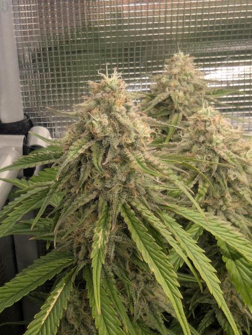 AlienZ Automatic - Greenhouse Seed Co.. Week 10