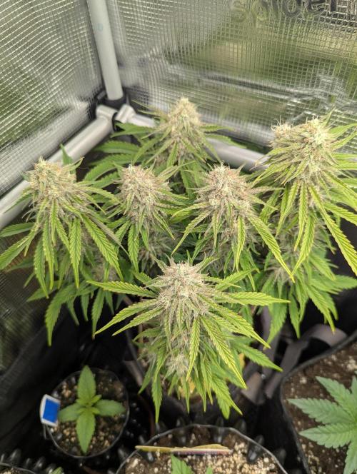 AlienZ Automatic - Greenhouse Seed Co.. Week 10