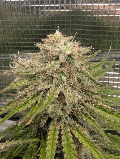 AlienZ Automatic - Greenhouse Seed Co.. Week 10