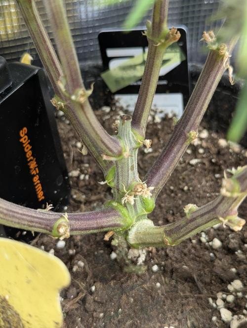 AlienZ Automatic - Greenhouse Seed Co.. Week 10