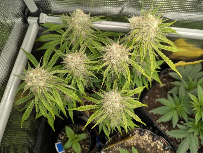 AlienZ Automatic - Greenhouse Seed Co.. Week 10