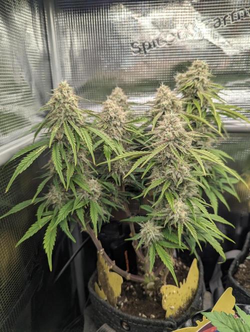 AlienZ Automatic - Greenhouse Seed Co.. Week 10